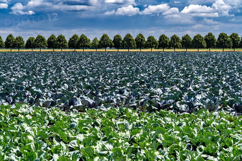 Agriculture, fields, cabbage cultivation, red cabbage and white cabbage, near Kempen on the Lower Rhine, North Rhine-Westphalia, Germany