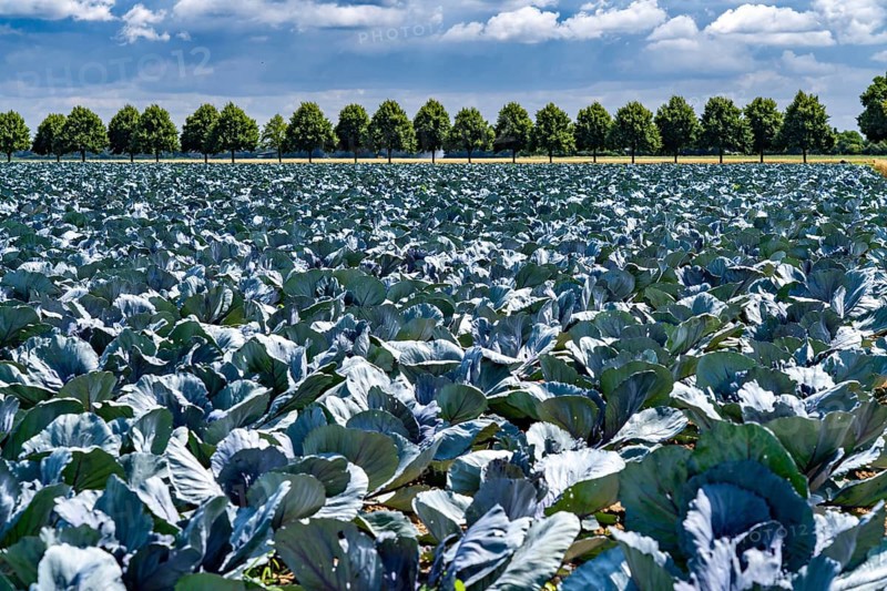 Agriculture, fields, cabbage cultivation, red cabbage, near Kempen on the Lower Rhine, North Rhine-Westphalia, Germany