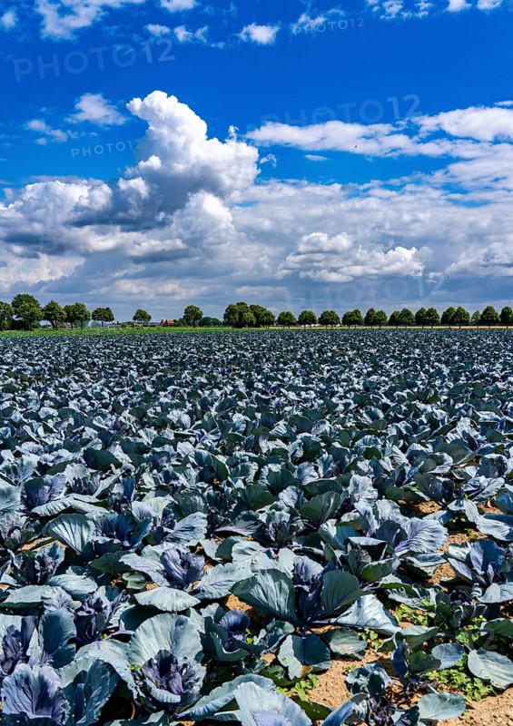 Agriculture, fields, cabbage cultivation, red cabbage, near Kempen on the Lower Rhine, North Rhine-Westphalia, Germany