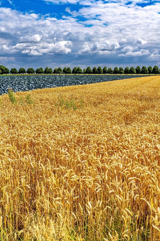 Agriculture, fields, wheat on the right, cabbage cultivation on the left, red cabbage, near Kempen on the Lower Rhine, North Rhine-Westphalia, Germany