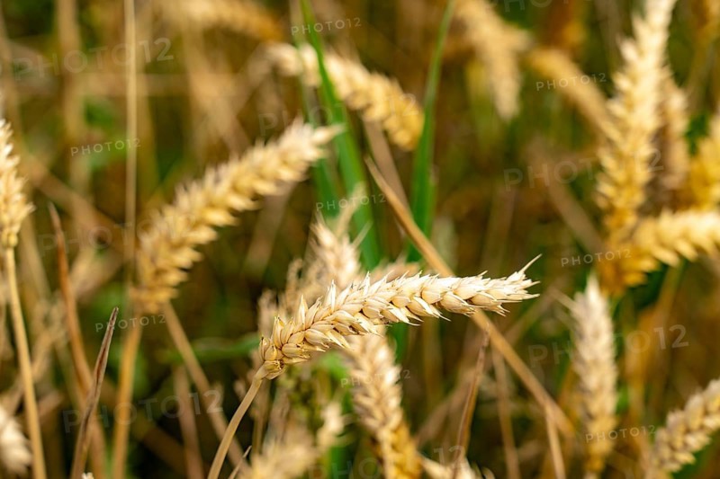 Agriculture, wheat, ears of wheat, near Kempen on the Lower Rhine, North Rhine-Westphalia, Germany