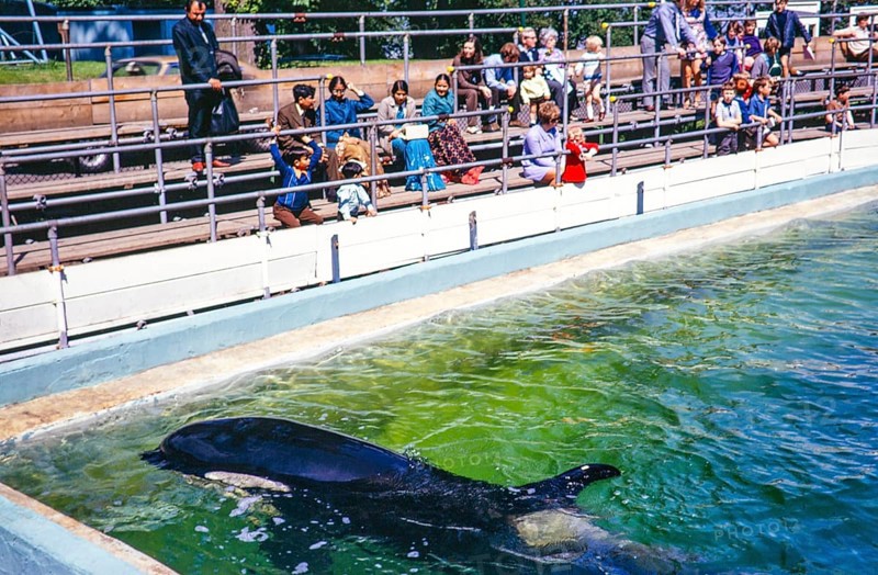 Crowd of people in audience watching performance by Cuddles the Killer Whale, Dudley Zoo, West Midlands, England, UK 1970s
