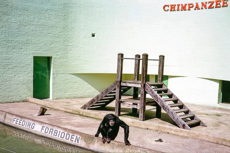 Sad looking chimpanzee in boring sterile Ape House enclosure, Dudley Zoo, West Midlands, England, UK 1970s