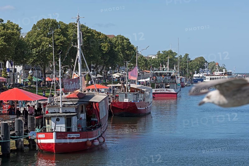 Boats, flying seagull, Der alte Strom, Warnemünde, Rostock, Mecklenburg-Vorpommern, Germany