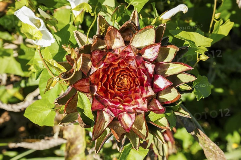 Artichoke, vegetable cultivation, on Isola di Mazzorbo, Venice, Veneto, Italy