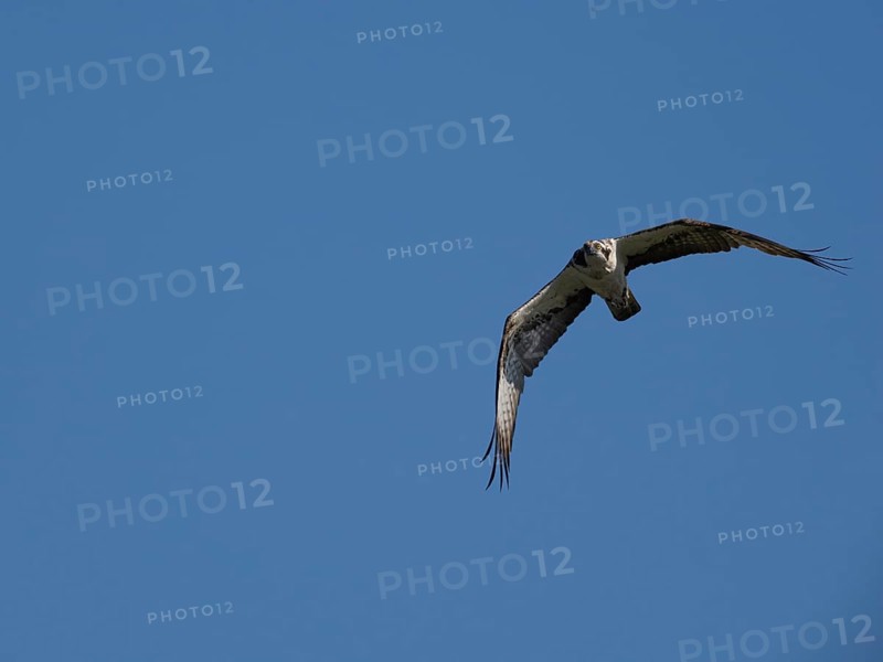 An osprey in flight (Pandion haliaetus), Mecklenburg-Western Pomerania, Müritz region, Germany