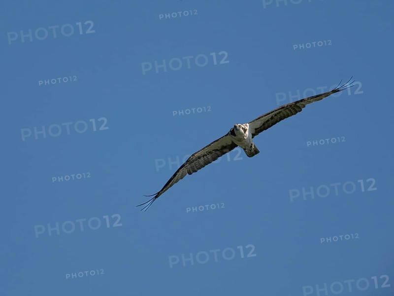 An osprey (Pandion haliaetus) in flight, Mecklenburg-Western Pomerania, Müritz region, Germany