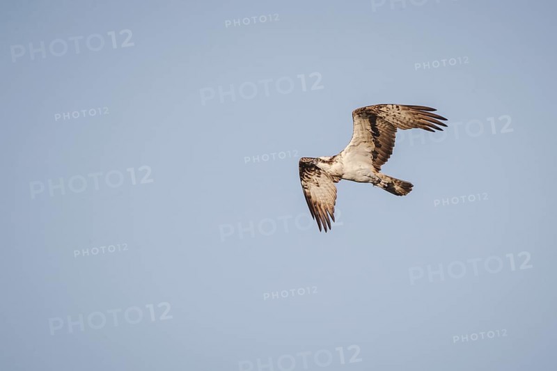 Osprey (Pandion haliaetus) in flight, Mecklenburg-Western Pomerania, Müritz region, Germany