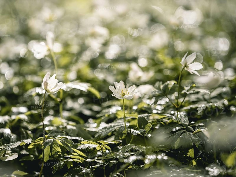 Wood anemone (Anemone nemorosa) against the light, Mecklenburg-Vorpommern, Germany