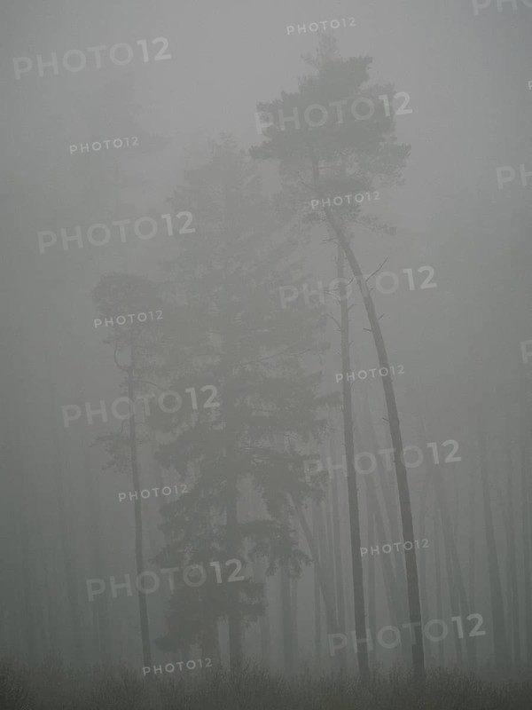 Pine forest in early morning fog, Mecklenburg-Western Pomerania, Germany
