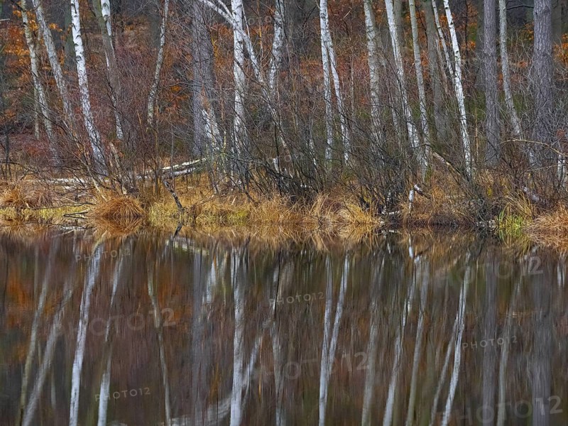 A birch forest reflected in a water surface, Mecklenburg-Vorpommern, Germany