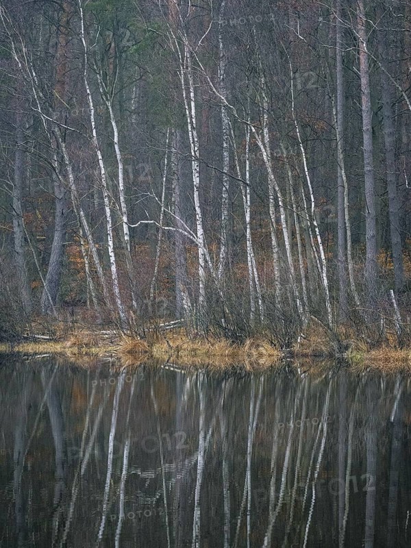 A birch forest reflected in a water surface, Mecklenburg-Vorpommern, Germany