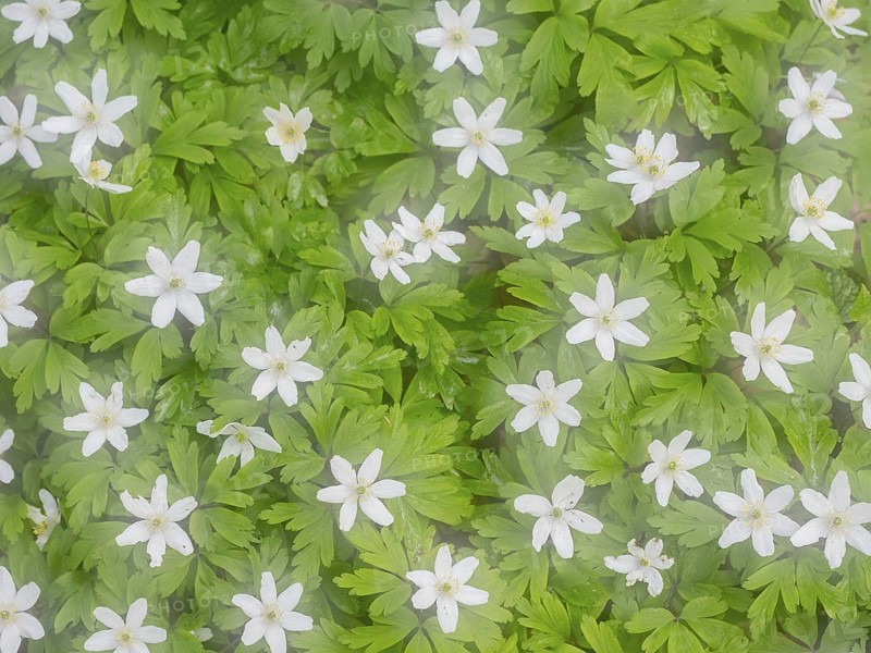 Dreamlike wood anemone (Anemone nemorosa), Mecklenburg-Vorpommern, Germany