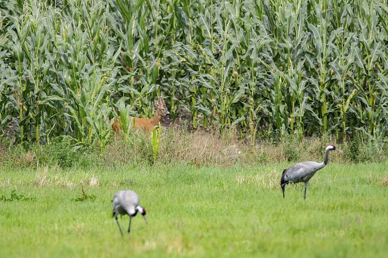 Roebuck and crane on, Mecklenburg-Vorpommern, Müritz Region, Germany