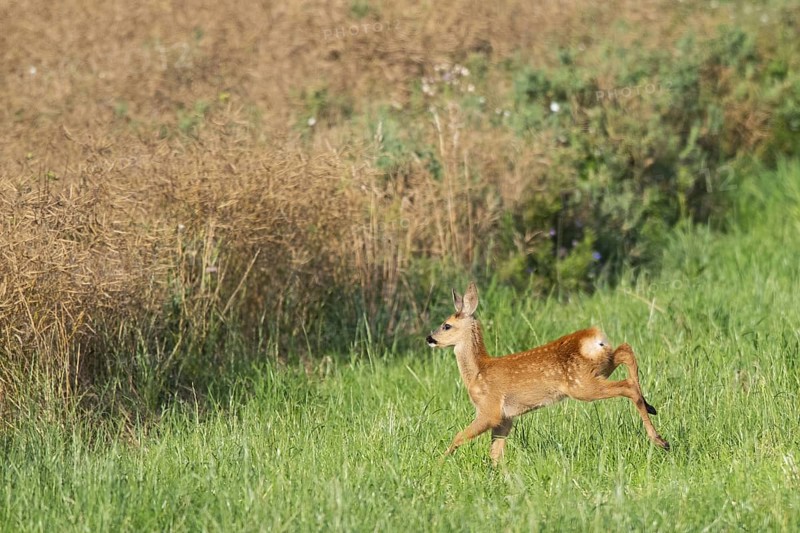 Fawn (Capreolus capreolus) at the edge of a field, Mecklenburg-Western Pomerania, Müritz region, Germany