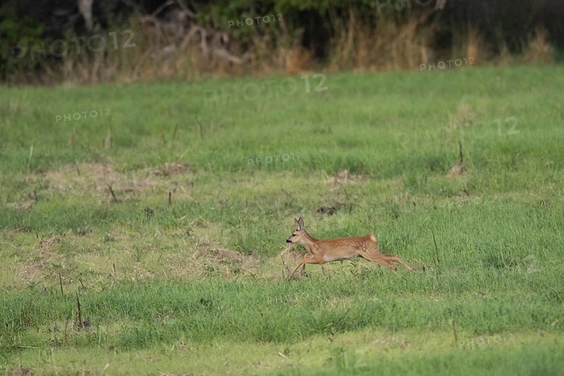 Fawn (Capreolus capreolus) jumping, Mecklenburg-Western Pomerania, Müritz region, Germany