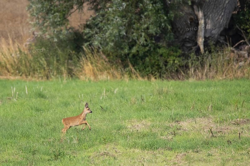 Fawn (Capreolus capreolus), Mecklenburg-Western Pomerania, Müritz region, Germany