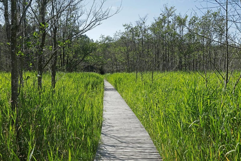 Trees, reeds, hiking trail, footbridge, Darßer Ort, Born a. Darß, National Park Vorpommersche Boddenlandschaft, Mecklenburg-Vorpommern, Germany