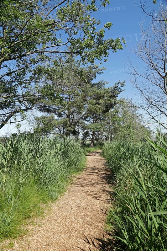 Trees, reeds, hiking trail, Darßer Ort, Born a. Darß, National Park Vorpommersche Boddenlandschaft, Mecklenburg-Vorpommern, Germany