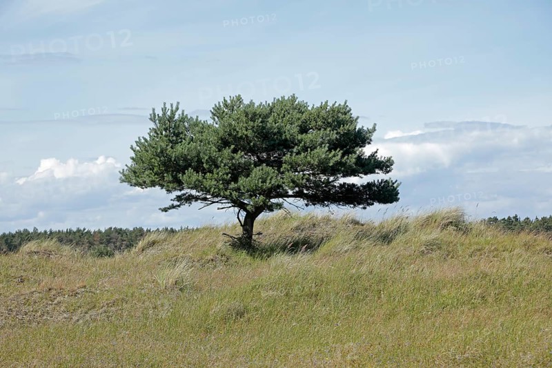 Tree, pine, grass, Darßer Ort, Born a. Darß, National Park Vorpommersche Boddenlandschaft, Mecklenburg-Vorpommern, Germany