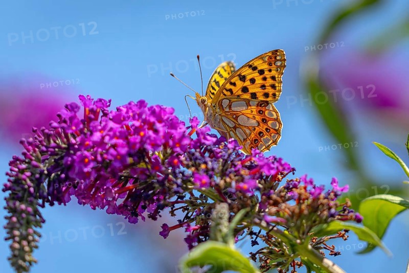 Small pearl-bordered fritillary (Issoria lathonia) on lilac (Buddleja davidii), Ternitz, Lower Austria, Austria