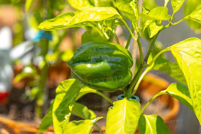 Green peppers (Capsicum) growing on a plant in a sunny garden, Ternitz, Lower Austria, Austria