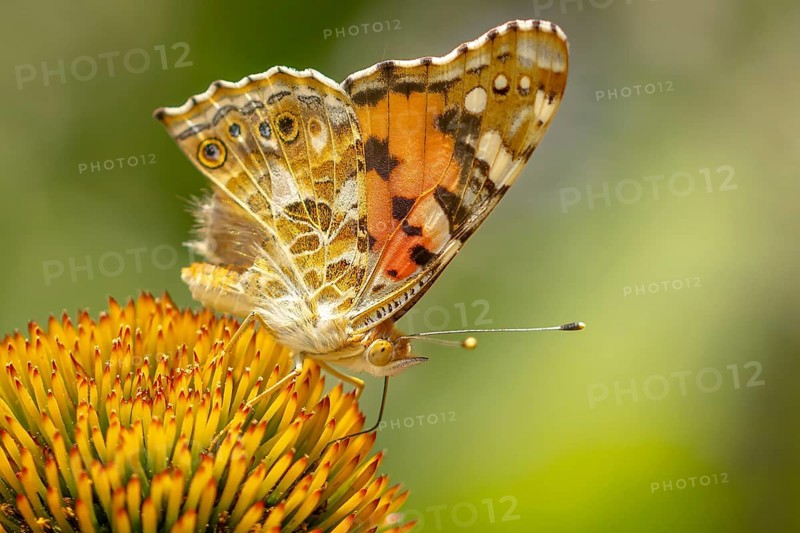 Close-up of a thistle butterfly (Vanessa cardui) on coneflower (Echinacea), Ternitz, Lower Austria, Austria