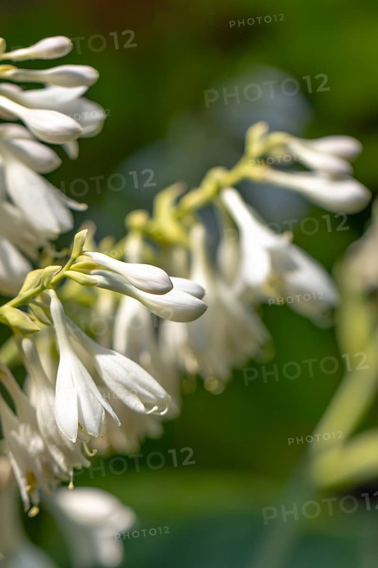 White flowers of a hosta against a green, blurred background, Ternitz, Lower Austria, Austria