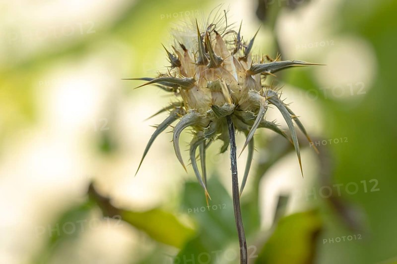 Faded milk thistle (Silybum marianum) in a natural environment, Ternitz, Lower Austria, Austria