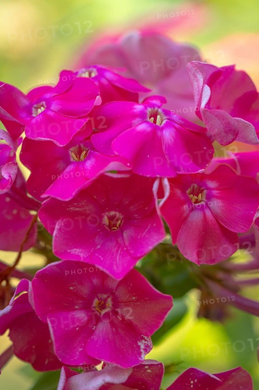 Bright pink flowers of the flame flower (phlox) in a summer garden, Ternitz, Lower Austria, Austria