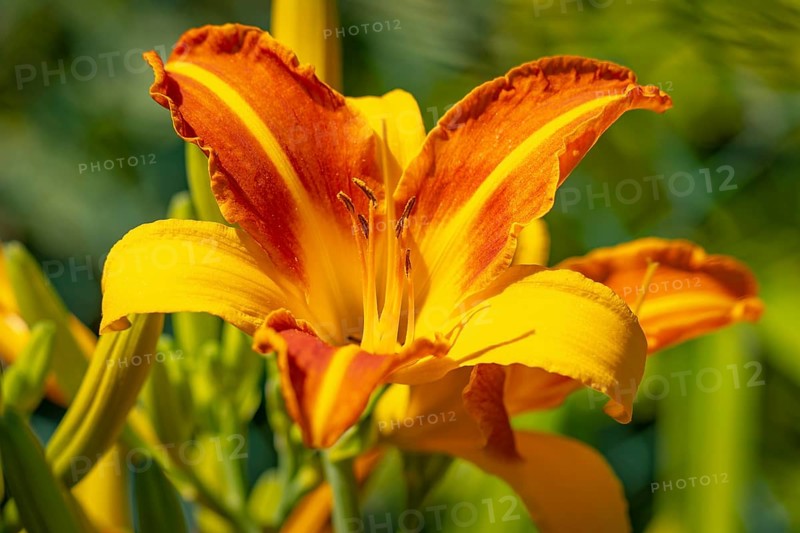 A magnificent daylily (Hemerocallis) with bright orange-yellow petals, Ternitz, Lower Austria, Austria