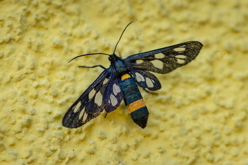 White-spotted violet (Amata phegea) with patterned wings on a textured yellow wall, Ternitz, Lower Austria, Austria