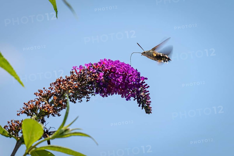 Dove tail (Macroglossum stellatarum) hovering over purple flowers of the summer lilac (Buddleja davidii), Ternitz, Lower Austria, Austria