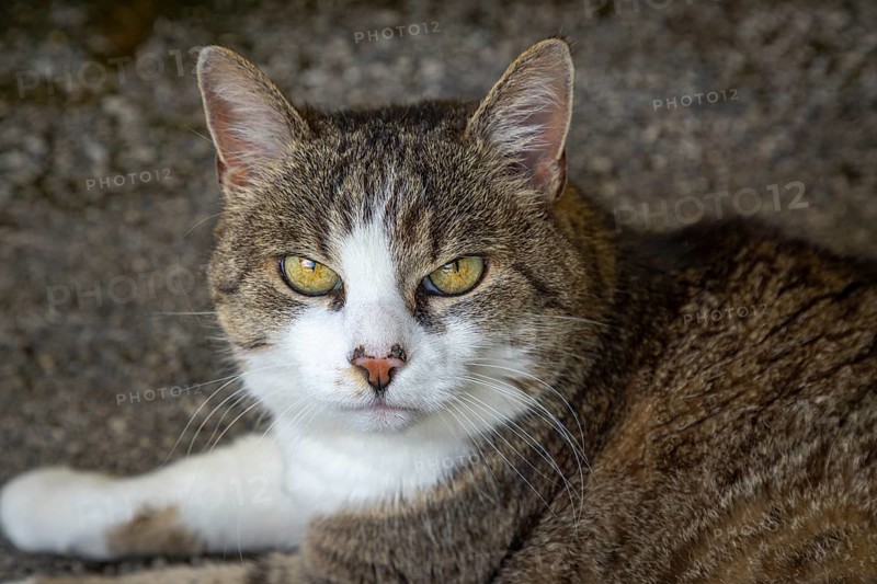 Portrait of a lying cat (Felis Catus) with intense gaze and striking fur pattern, Ternitz, Lower Austria, Austria