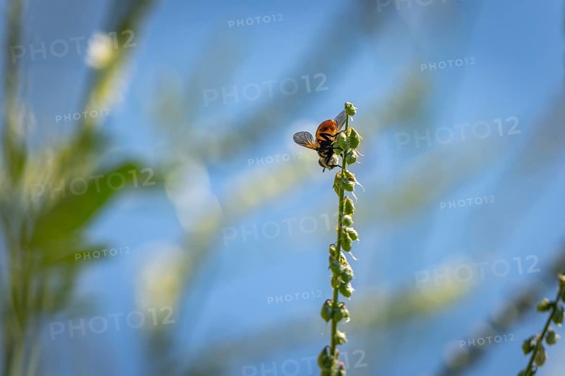 A bee (Apis) climbing on Bokhara clover (Melilotus albus), Ternitz, Lower Austria, Austria