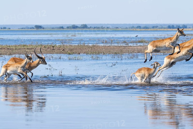 Red lechwe antelope herd (Kobus lache) runs through shallow water, splashing wildly in Chobe River. One wild animal jumps high. Chobe National Park, Botswana, Southern Africa