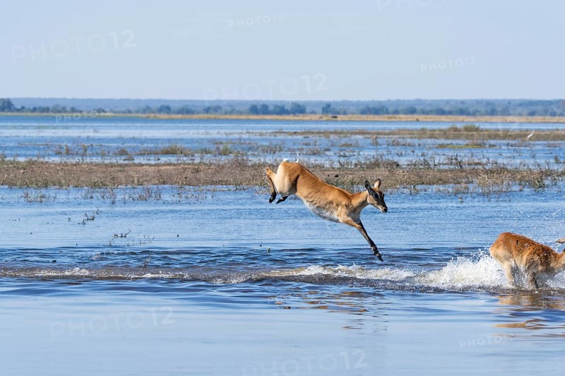 Red lechwe antelope (Kobus lache) jumps over shallow water, splashing wildly in Chobe River. Chobe National Park, Botswana, Southern Africa