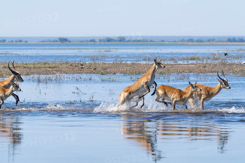 Red lechwe antelope herd (Kobus lache) runs through shallow water, splashing wildly in Chobe River, Chobe National Park, Botswana, Southern Africa