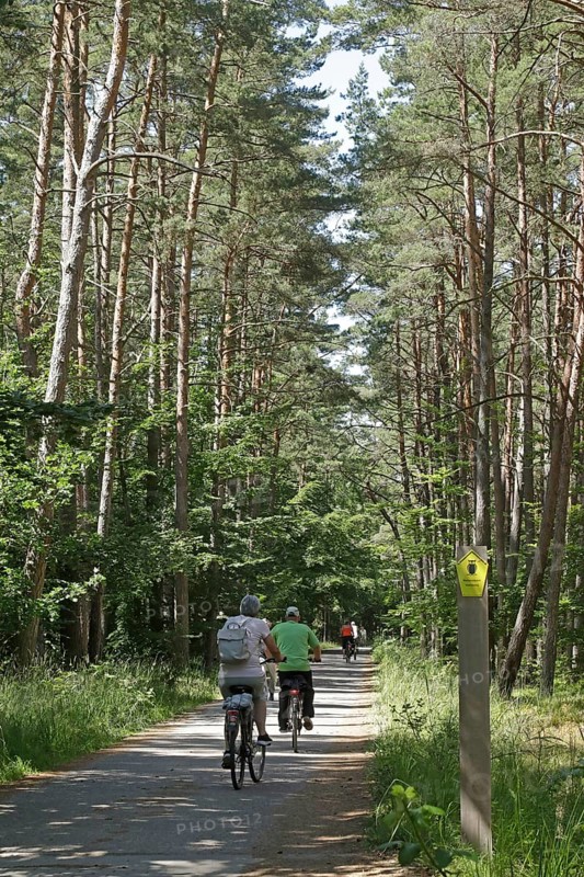 Cyclist, forest, Darßer Ort, Born a. Darß, National Park Vorpommersche Boddenlandschaft, Mecklenburg-Vorpommern, Germany