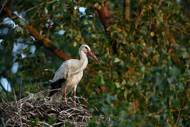High up in the poplars... White stork (Ciconia ciconia) on its nest in a tree, young adult bird stands in its natural eyrie in the early morning light, waiting for its mate, stork ringed in the Netherlands, Meerbusch, Rhein-Kreis Neuss, North Rhine-Westphalia, Rhineland, Germany, Western Europe