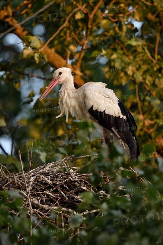 High up in the poplars... White stork (Ciconia ciconia) on its nest in the trees, young adult bird stands in its natural eyrie in the early morning light, waiting for its mate, stork ringed in the Netherlands, Meerbusch, Rhein-Kreis Neuss, North Rhine-Westphalia, Rhineland, Germany, Western Europe