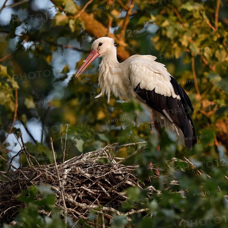 High up in the poplars... White stork (Ciconia ciconia) on its nest in the trees, young adult bird stands in its natural eyrie in the early morning light, waiting for its mate, stork ringed in the Netherlands, Meerbusch, Rhein-Kreis Neuss, North Rhine-Westphalia, Rhineland, Germany, Western Europe