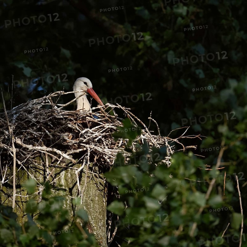 Secretly... White stork (Ciconia ciconia), breeding, courting stork sits in the early morning light, spotlight on its nest on a poplar tree, native nature, breeding attempt on the Lower Rhine, Meerbusch, Rhein-Kreis Neuss, North Rhine-Westphalia, Rhineland, Germany, Western Europe