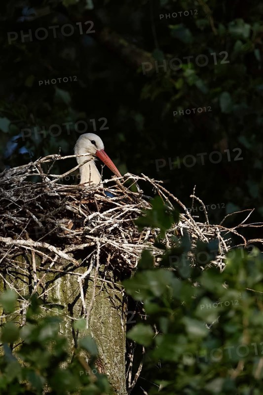 Secretly... White stork (Ciconia ciconia), breeding, courting stork sits in the early morning light, spotlight on its nest on a poplar tree, native nature, breeding attempt on the Lower Rhine, Meerbusch, Rhein-Kreis Neuss, North Rhine-Westphalia, Rhineland, Germany, Western Europe