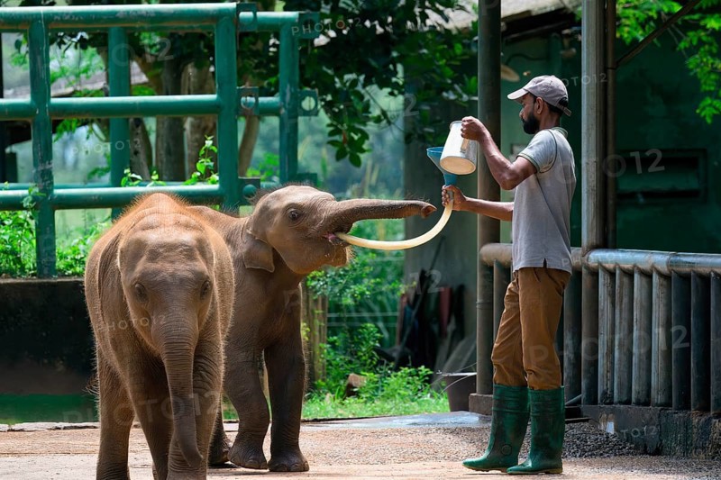 Orphaned Baby elephant being fed with milk by a caretaker, Pinnawala Elephant Orphanage, Kataragama, Sri Lanka