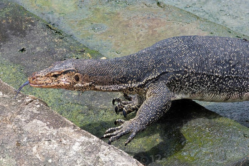 Asian Water Monitor (Varanus salvator) coming out of the water and climbing dock steps, Malacca, Malaysia