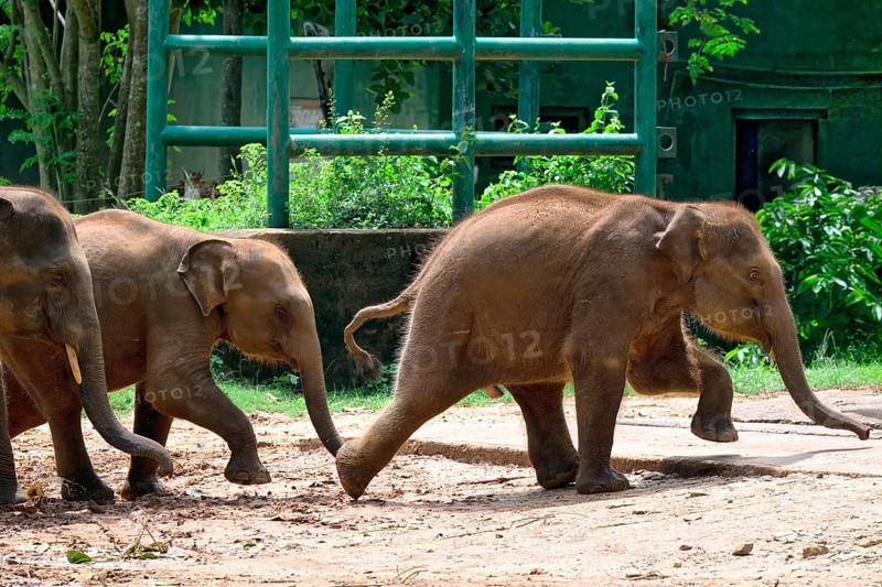 Young orphaned Sri Lankan elephants running to be fed with milk, Pinnawala Elephant Orphanage, Kataragama, Sri Lanka