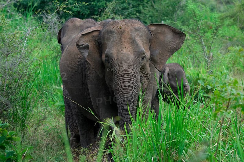 Sri Lankan elephant (Elephas maximus maximus) walking through high grass, Hurulu Forest Reserve, Sri Lanka