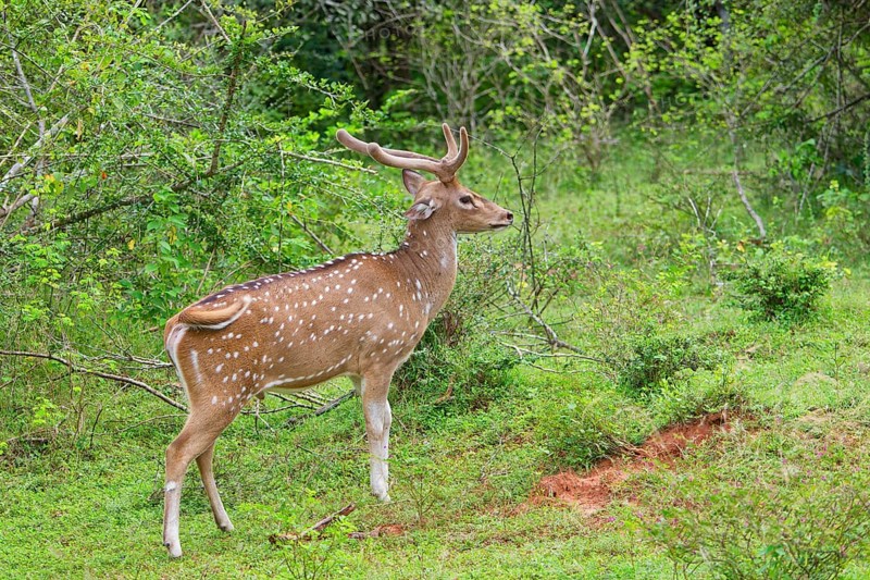 Male Sri Lankan axis deer or Ceylon spotted deer (Axis axis ceylonensis), Yala National Park, Sri Lanka