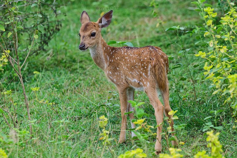 Young Sri Lankan axis deer or Ceylon spotted deer (Axis axis ceylonensis), Yala National Park, Sri Lanka
